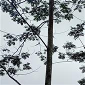 Trứ
