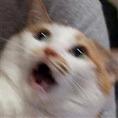 Giả
