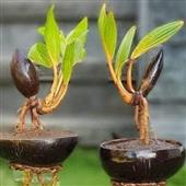 Tỷ 