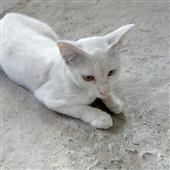 Thủ