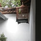 Mạt