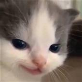 Lin