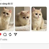 Hồn