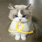 Chr