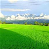 khỉ