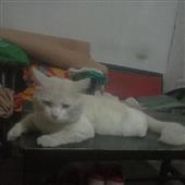 Nhậ
