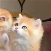 dan