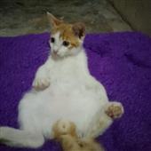 Bản