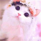 Gấu
