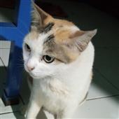 Chú