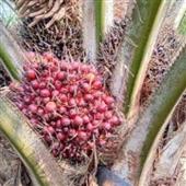 Sự 