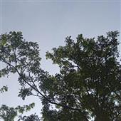 Cỗ 