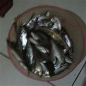 Vận