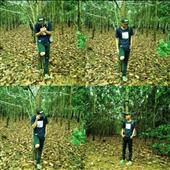 Fir