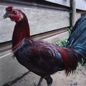 Vòn