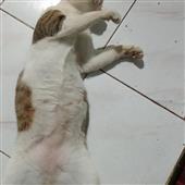 Mơ 