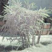 Bản