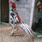 Đán