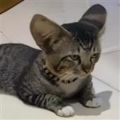 Luậ