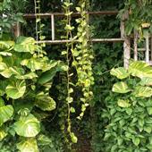 Tỷ 