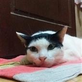 đua
