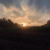 Bản