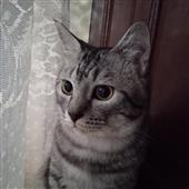 Vợt