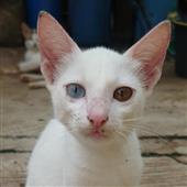 Chú