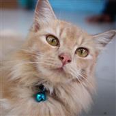 Kèo