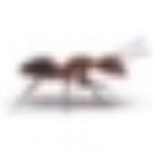 Mon