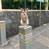 Giả