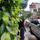 Dự 