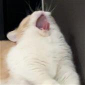 Các