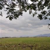 Dự 