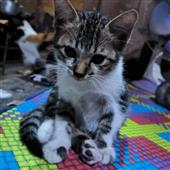 Han