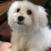 Tại