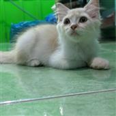 Trự