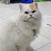 Khá