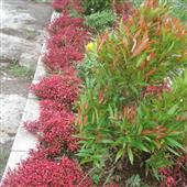 Xì 
