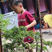 Trự