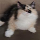 Chu