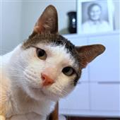 Các