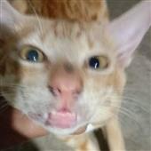 Vàn
