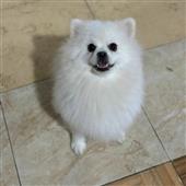 Vàn