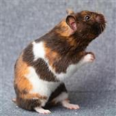 Giả