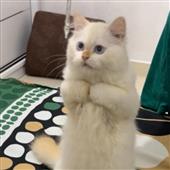 Sô 