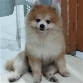 Yêu