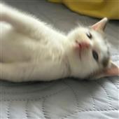 Chú