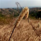 THẦ