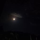 Mơ 